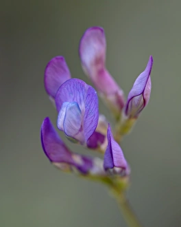 Mauve Prints: American Vetch (Vicia americana)