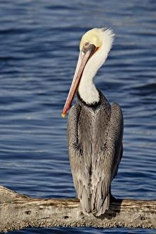 Images Dated 19th November 2008: American White Pelican (Pelecanus erythrorhynchos), Sonny Bono Salton Sea National Wildlife Refuge