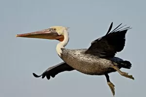 American White Pelican (Pelecanus erythrorhynchos ) in flight s hortly after taking off