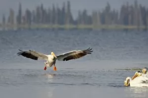 Images Dated 16th July 2008: American white pelican (Pelecanus erythrorhynchos) landing, Yellowstone National Park