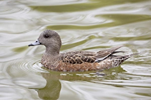 Images Dated 17th April 2009: American Wigeon (American Widgeon) (Baldpate) (Anas americana) hen, Rio Grande Zoo