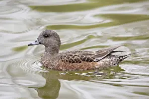 Albuquerque Prints: American Wigeon (American Widgeon) (Baldpate) (Anas americana) hen, Rio Grande Zoo