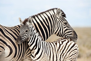 AMHZ113(D) Burchells zebra with foal
