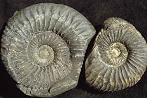 Spiral Prints: Ammonite fossils