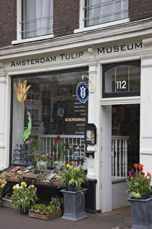 Amsterdam Prints: Amsterdam Tulip Museum, Jordaan, Amsterdam, Netherlands, Europe