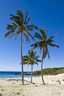 Anakena beach, the Is lands white s and beach fringed by palm trees