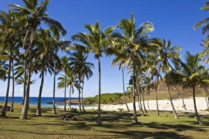 Images Dated 16th March 2008: Anakena beach, the Islands white sand beach fringed by palm trees