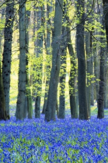 Abundance Prints: Ancient bluebell woodland in spring