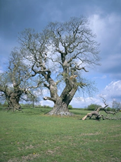 Mature Prints: Ancient sweet chestnut tree, Croft Castle, Herefordshire, England, United Kingdom, Europe