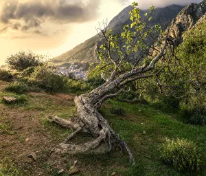 An ancient tree lying on a hillside above Chefchaouen, Morocco, North Africa, Africa