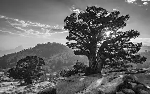 Black And White Prints: Ancient Western Juniper tree growing on the granite slopes above Olmstead Point in