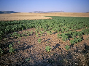 Andalucia (Andalusia)