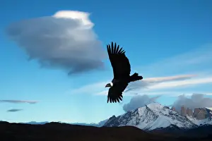 Birds Prints: Andean condor (Vultur gryphus) flying over Torres del Paine National Park