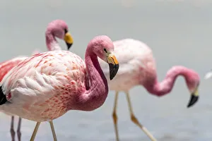 Andean flamingos (Phoenicoparrus andinus), Eduardo Avaroa Andean Fauna National Reserve