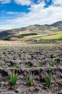 Patchwork Landscape Prints: Andean vegetation, Ecuador, South America
