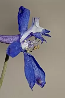 Images Dated 15th May 2010: Andersons larkspur (Delphinium andersonii), Canyon Country, Utah, United States of America
