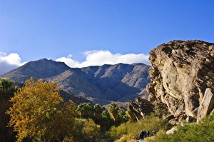 Images Dated 1st December 2007: Andreas Canyon, Palm Springs, California, United States of America, North America