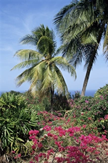 Barbadian Prints: Andromeda Gardens, near Bathsheba, Barbados, West Indies, Caribbean, Central America