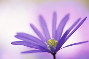 Simplicity Prints: Anemone, Anemone blanda