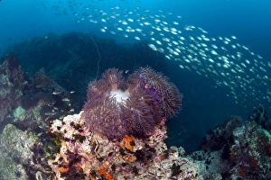 Images Dated 27th June 2008: Anemone at Chumporm Pinnacle, Thailand, Southeast Asia, Asia