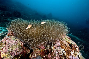 Wildlife Reserve Prints: Anemone reef scene at Nalusuan Marine Sanctuary, Cebu, Philippines, Southeast Asia, Asia