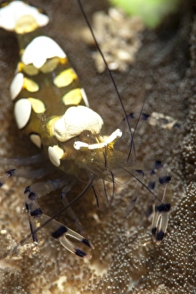 Images Dated 28th May 2008: Anemone shrimp (Periclimenes brevicarpalis), Sulawesi, Indonesia, Southeast Asia, Asia