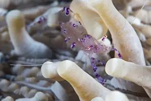 Sealife Prints: Anemone shrimp (Periclimenes holthuisi) in the tentacles of its host anemome