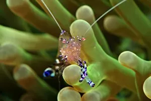 Images Dated 24th December 2011: Anemone shrimp (Periclimenes holtuisi), Philippines, Southeast Asia, Asia