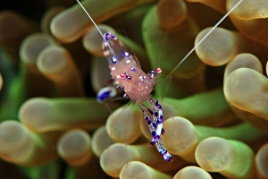 Crustacean Prints: Anemone shrimp (Periclimenes holtuisi), Philippines, Southeast Asia, Asia