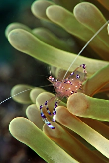 Anemone shrimp (periclimenes holtuisi), Philippines, Southeast Asia, Asia