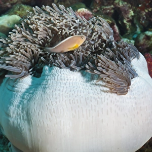 Fishes Prints: Anemonefish (Amphiprion ocellaris) and sea anemone