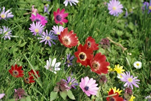 Anemone Prints: Anemones at Highdown, Sussex, England, United Kingdom, Europe
