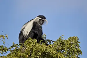 Angola Colobus (Angolan black-and-white colobus) (Angolan colobus) (Colobus angolensis)
