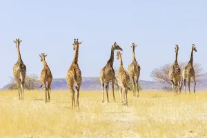 Uninhabited Prints: Angolan giraffe (Giraffa camelopardalis angolensis)