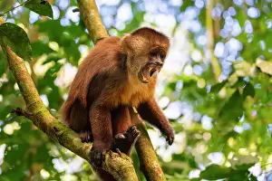 Animal Kingdom Prints: Angry brown capuchin monkey (Cebus apella) (Sapajus apella) on tree