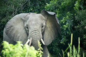 Loxodonta Prints: Angry elephant in Ugandas Murchison Falls National Park, Uganda, Africa