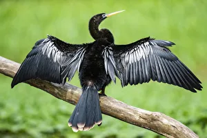 Wild Animals Prints: Anhinga (Anhinga Anhinga) bird, Tortuguero National Park, Limon Province, Costa Rica