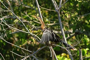 Anhinga Prints: Anhinga (anhinga anhinga) perching on branch by Lake Sandoval