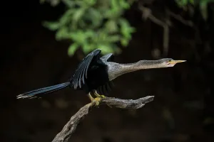 Alajuela Province Prints: Anhinga, Cano Negro, Alajuela Province, Costa Rica, Central America