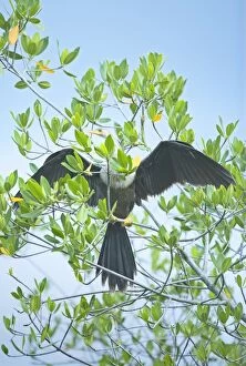 Anhinga spreading wings, Sanibel Island, J. N. Ding Darling National Wildlife Refuge