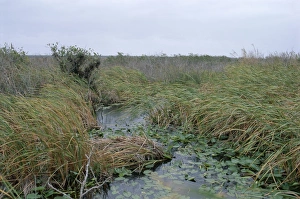 Everglades Prints: Anhinga trail