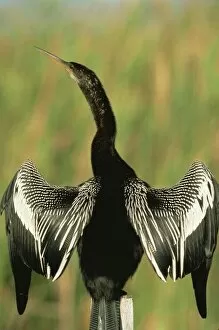 Images Dated 28th November 2007: Anhingas drying wings