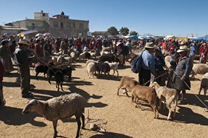 Large Group Of Animals Prints: Animal market at San Francisco El Alto, Guatemala, Central America