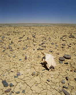 Outback Prints: Animal skull, rocks and cracked dry earth, Outback, South Australia, Australia, Pacific