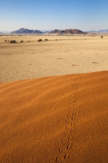 Imprint Prints: Animal tracks in sand, Namib desert, Namibia, Africa