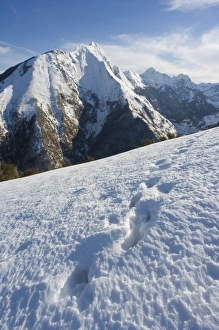 Images Dated 8th January 2000: Animal tracks in snow