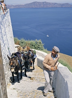 Santorini Gallery: Animal transport
