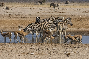Namibian Prints: Animals flocking around a waterhole, Etosha National Park, Namibia, Africa