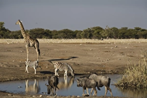 Watering Hole Prints: Animals at the waterhole, Etosha National Park, Namibia, Africa