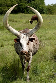 Images Dated 5th December 2007: Ankole cows, Uganda, East Africa, Africa
